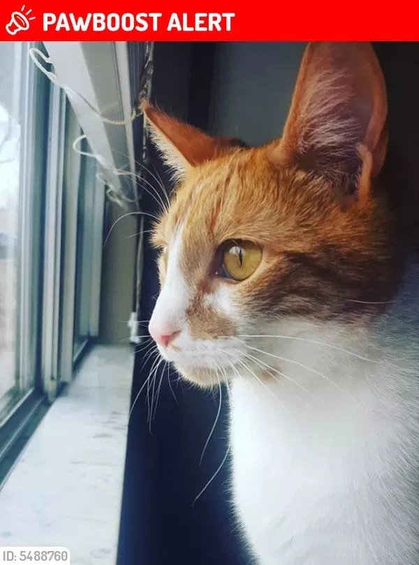 Lost cat in West Lafayette, IN, 47906