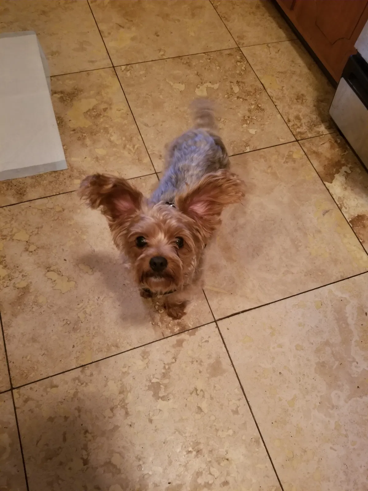 Lost dog in Mesquite, TX, 75150