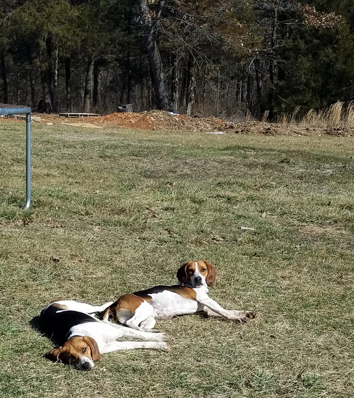 Lost dog in Springdale, AR, 72764