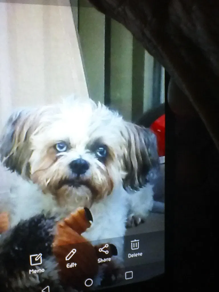 Lost dog in Detroit, MI, 48227