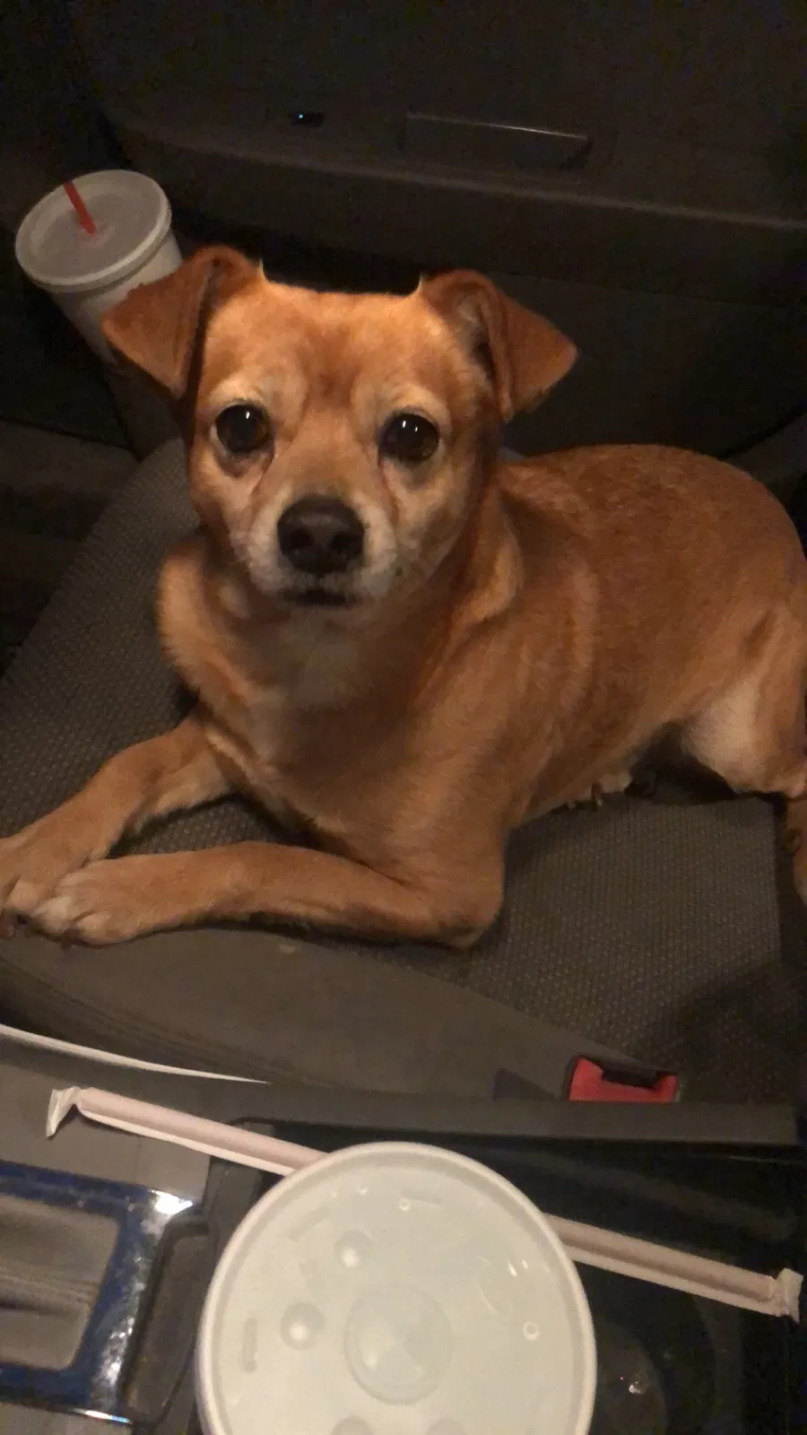 Found dog in Dunbar, WV, 25064