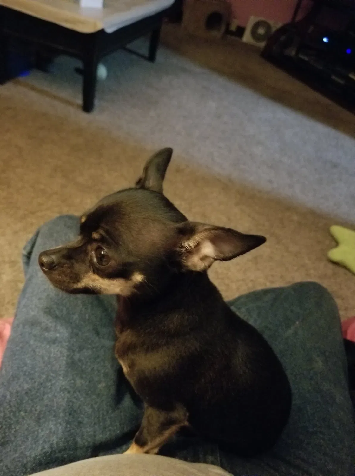 Lost dog in Vineland, NJ, 8361