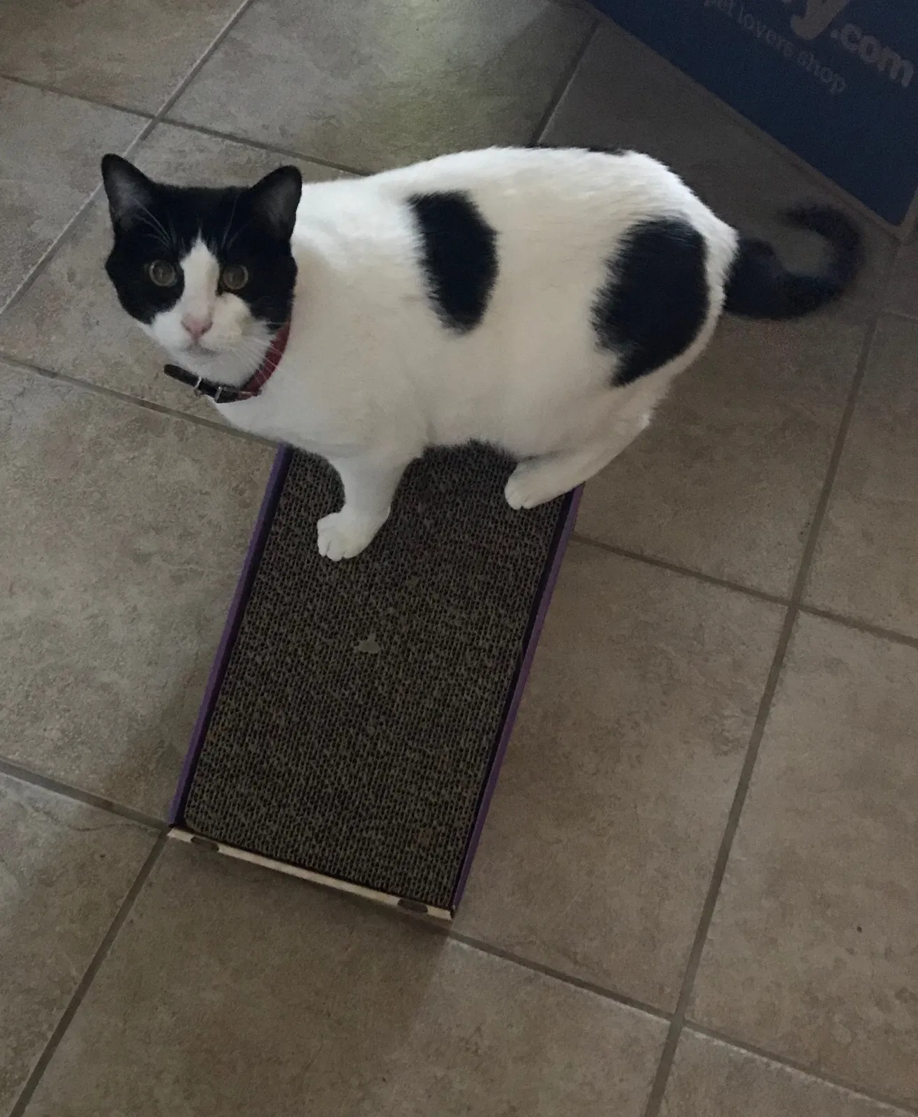 Lost cat in Rockwall, TX, 75087
