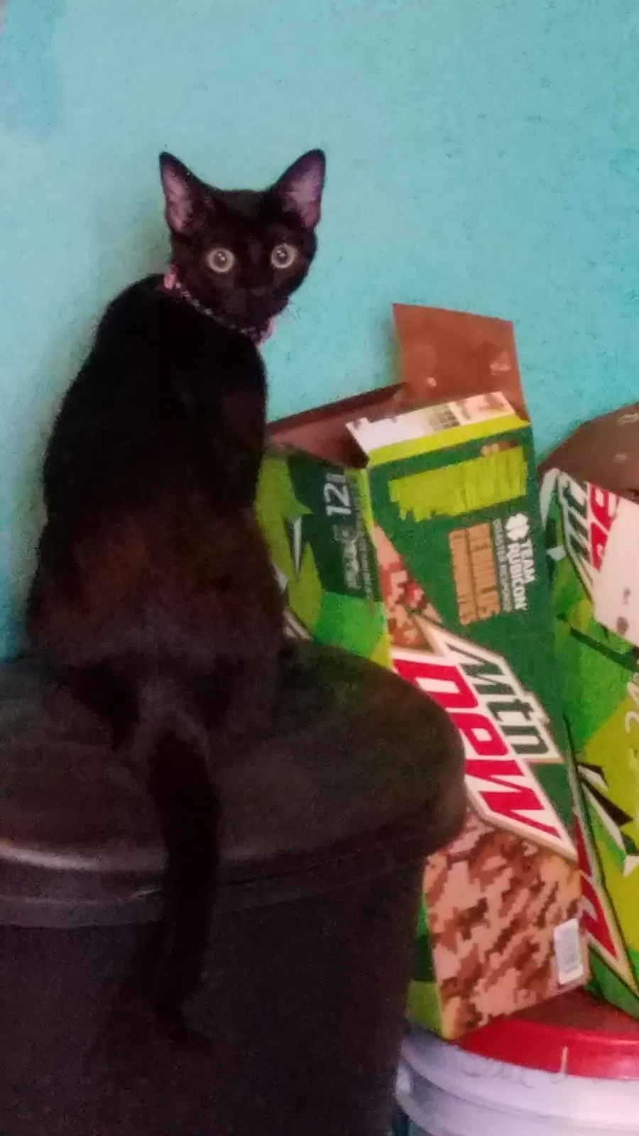 Lost cat in Des Moines, IA, 50315