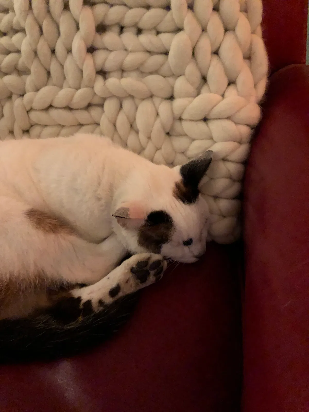 Lost cat in Sebastopol, CA, 95472