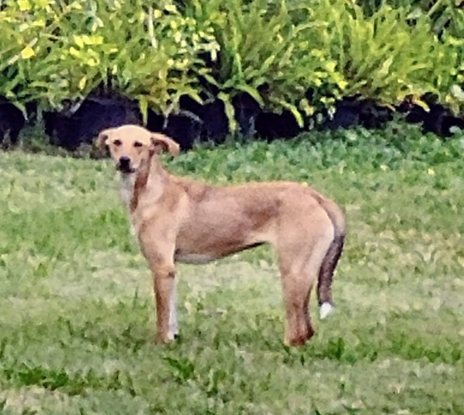 Found dog in Holiday, FL, 34691