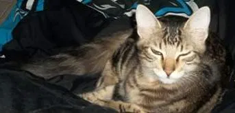 Lost cat in Hollywood, FL, 33024