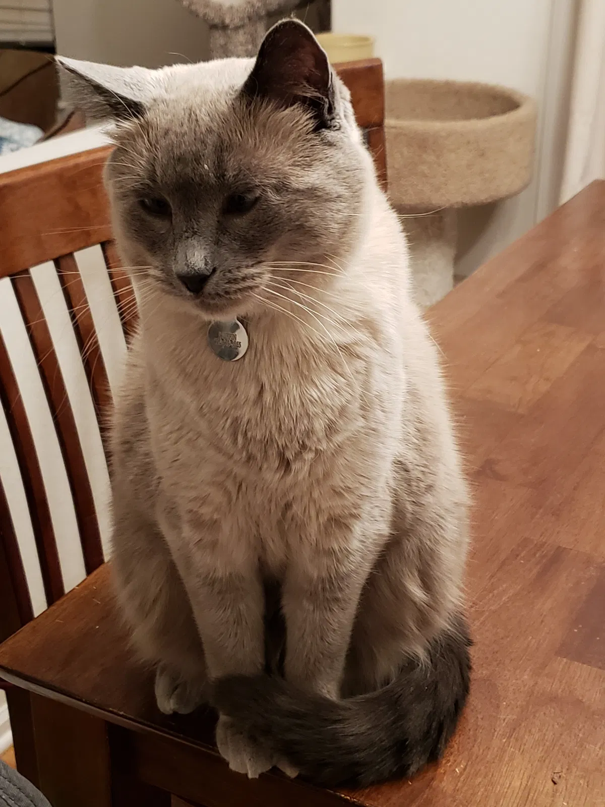 Lost cat in Littleton, CO, 80129