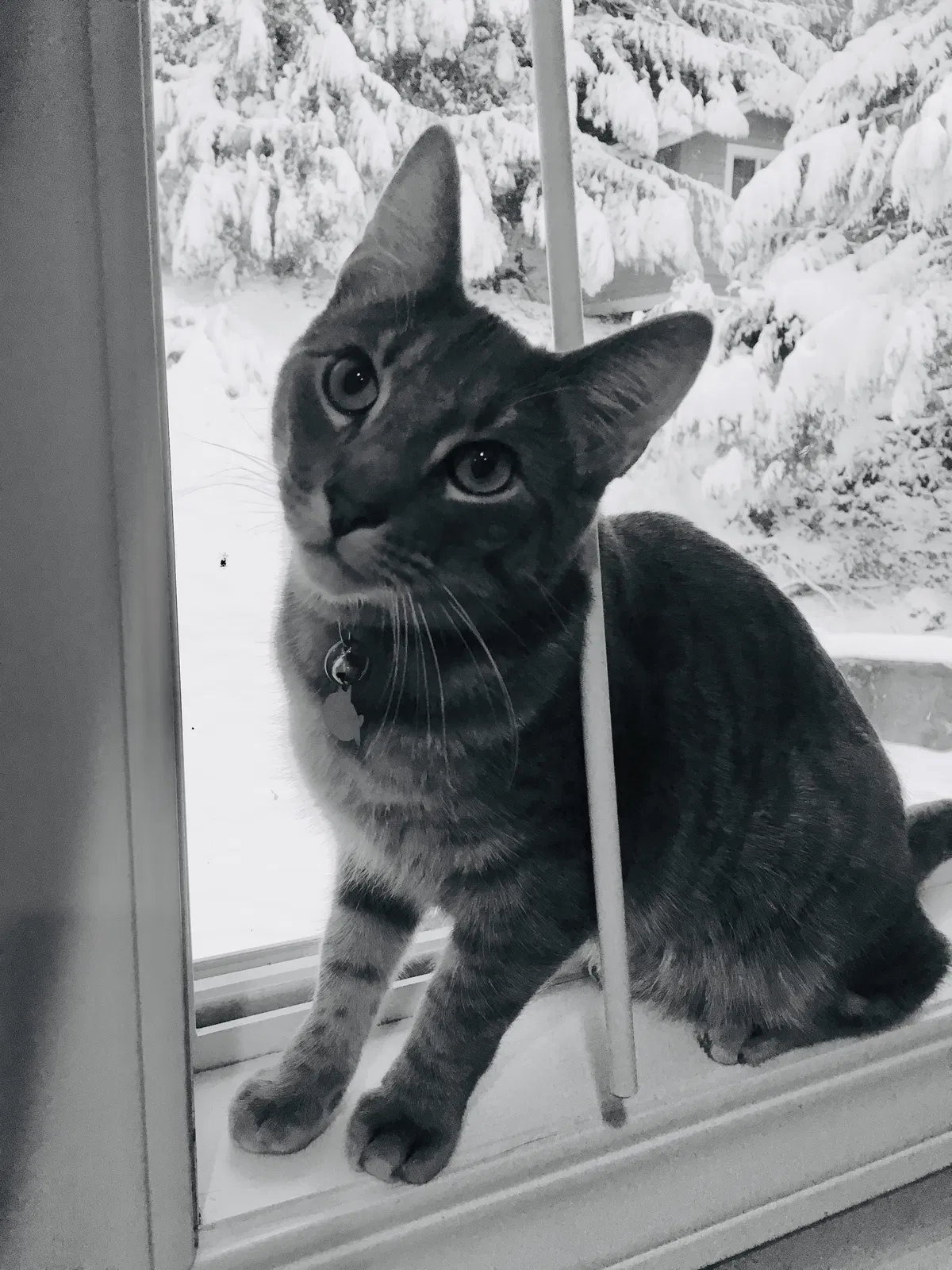 Lost cat in Bothell, WA, 98021