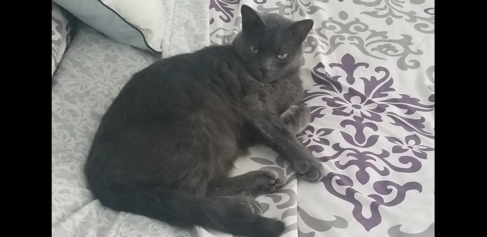 Lost cat in Redmond, WA, 98052