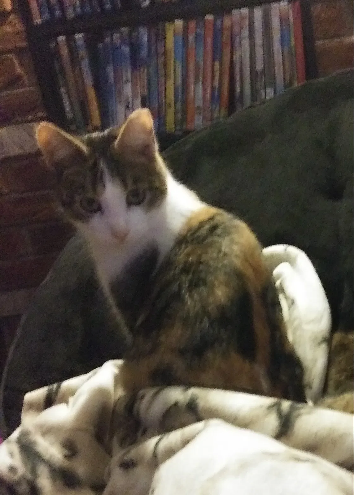 Lost cat in Unknown, OH, 0