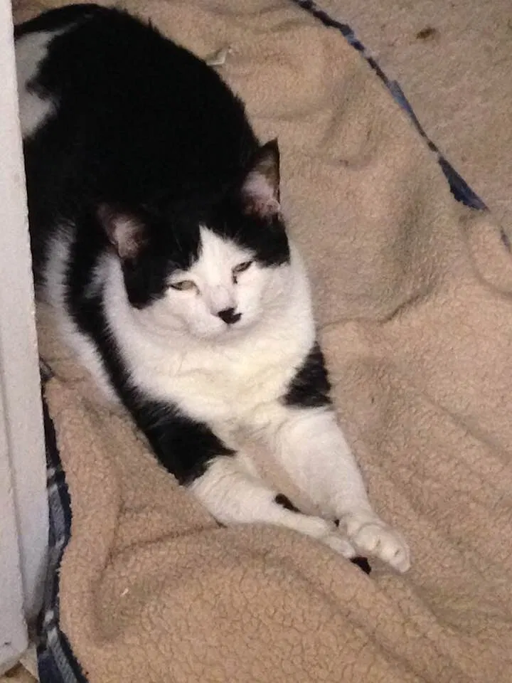 Lost cat in Massillon, OH, 44647