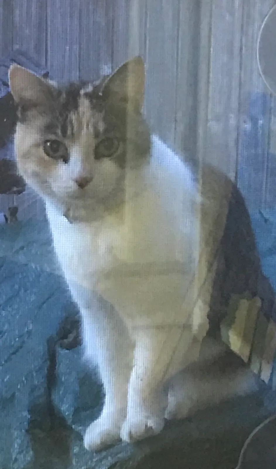 Lost cat in Hattiesburg, MS, 39402