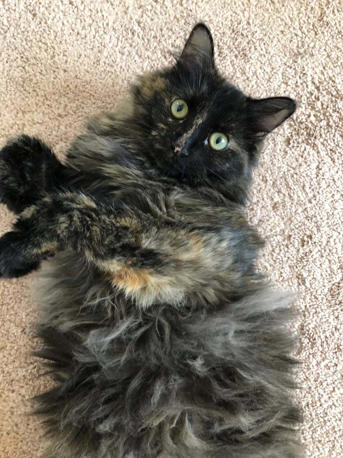 Lost cat in New Bern, NC, 28562