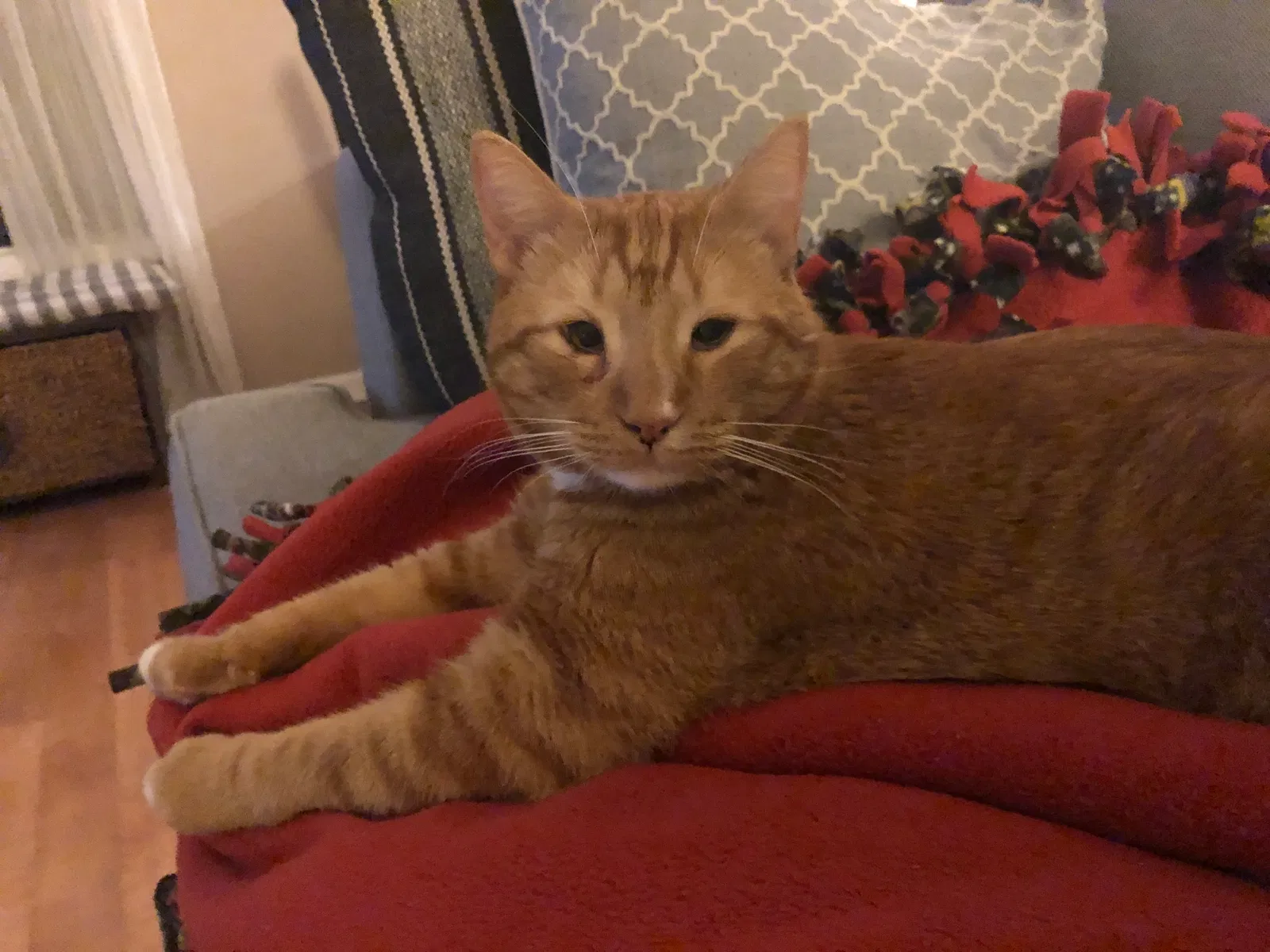 Lost cat in Fullerton, CA, 92831