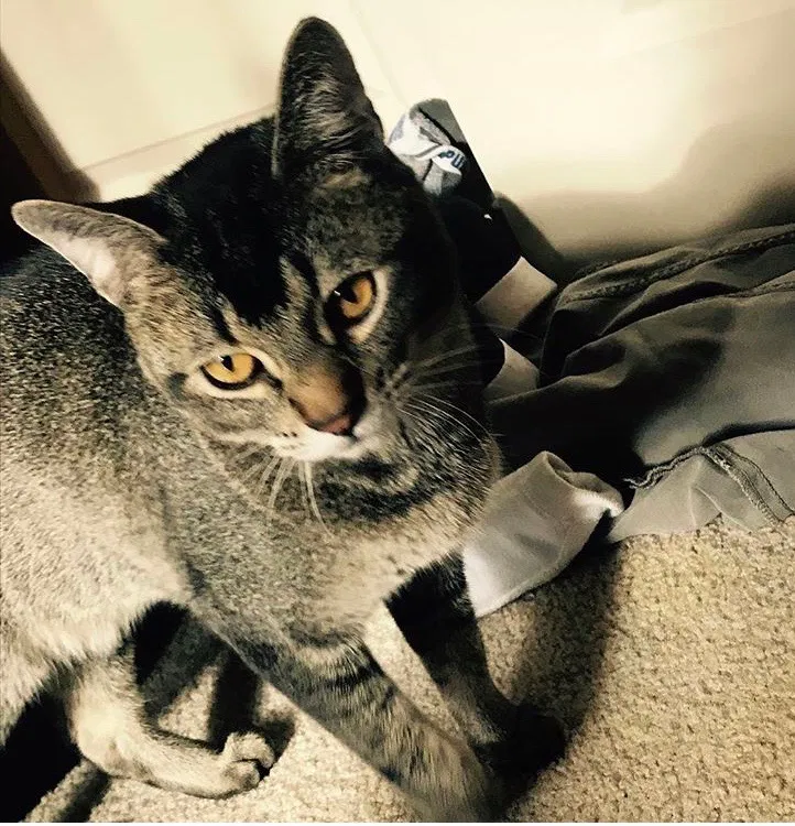 Lost cat in Maple Valley, WA, 98038