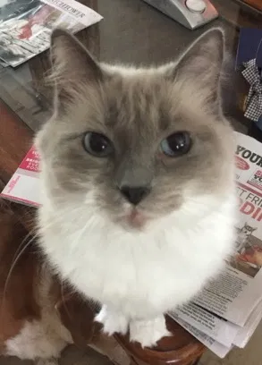 Lost cat in Charlotte, TN, 37036