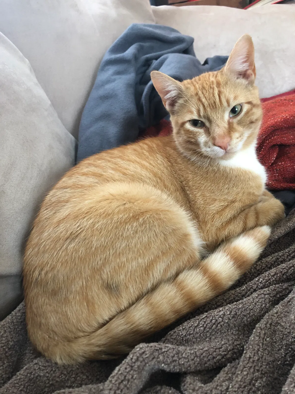 Lost cat in Baltimore, MD, 21218