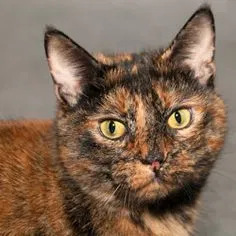 Lost cat in Joliet, IL, 60433