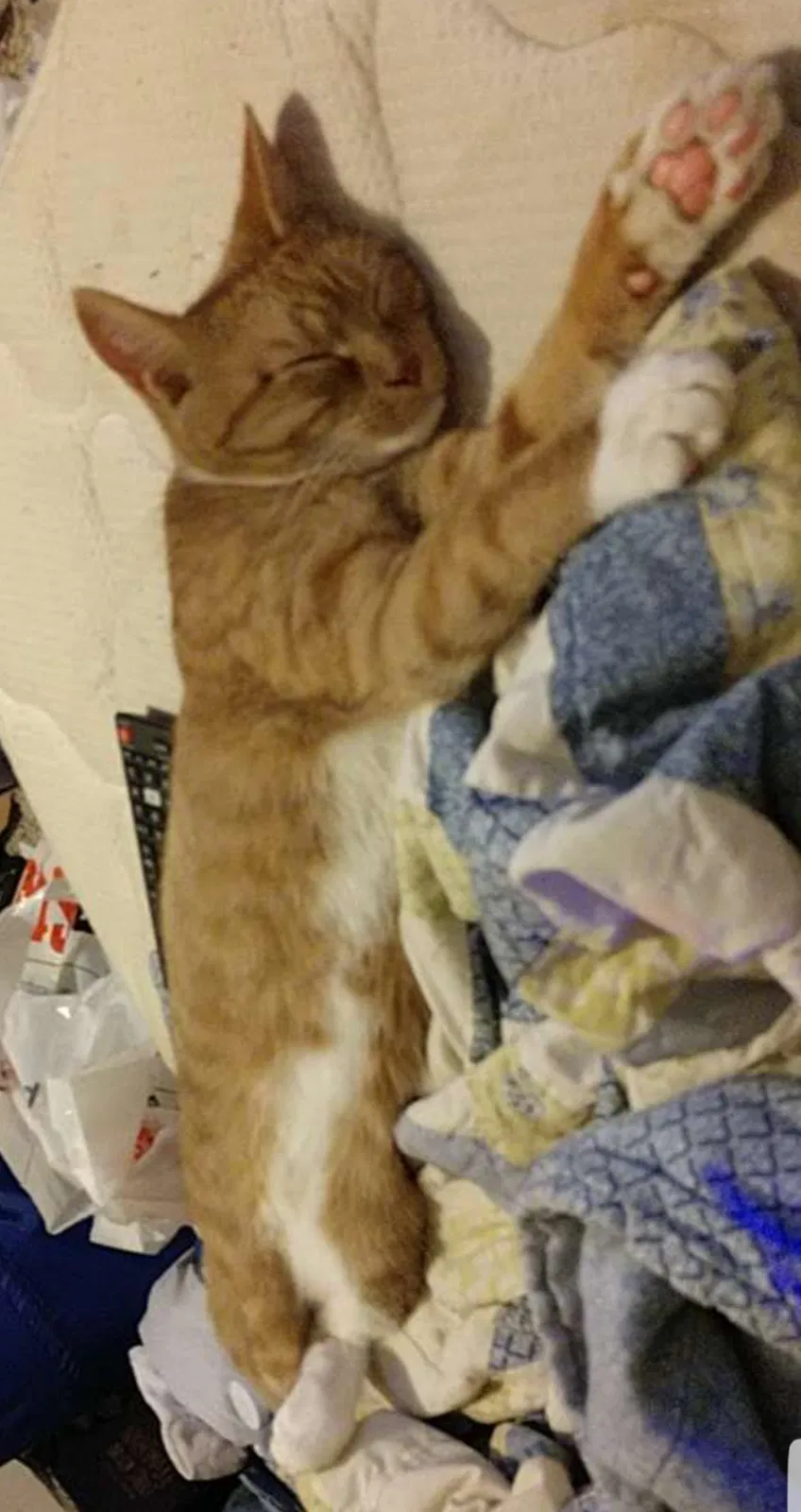 Lost cat in Willard, MO, 65781
