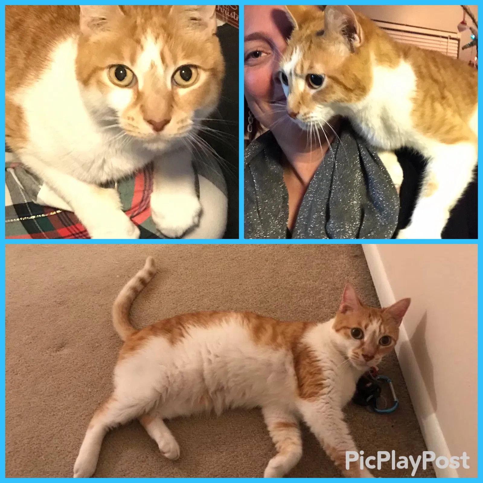 Lost cat in Lake Mary, FL, 32746