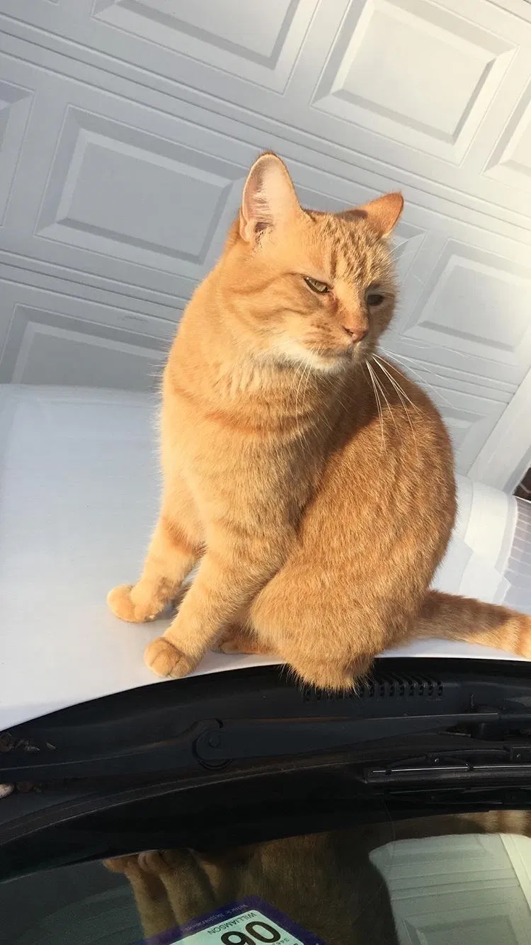 Lost cat in Round Rock, TX, 78665