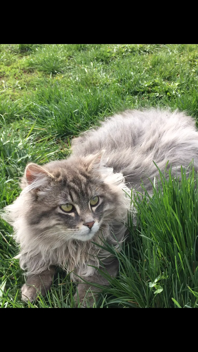 Lost cat in Missoula, MT, 59808
