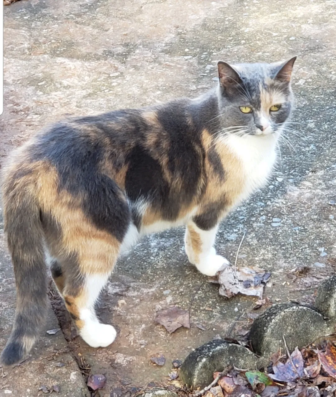 Lost cat in Dallas, GA, 30157