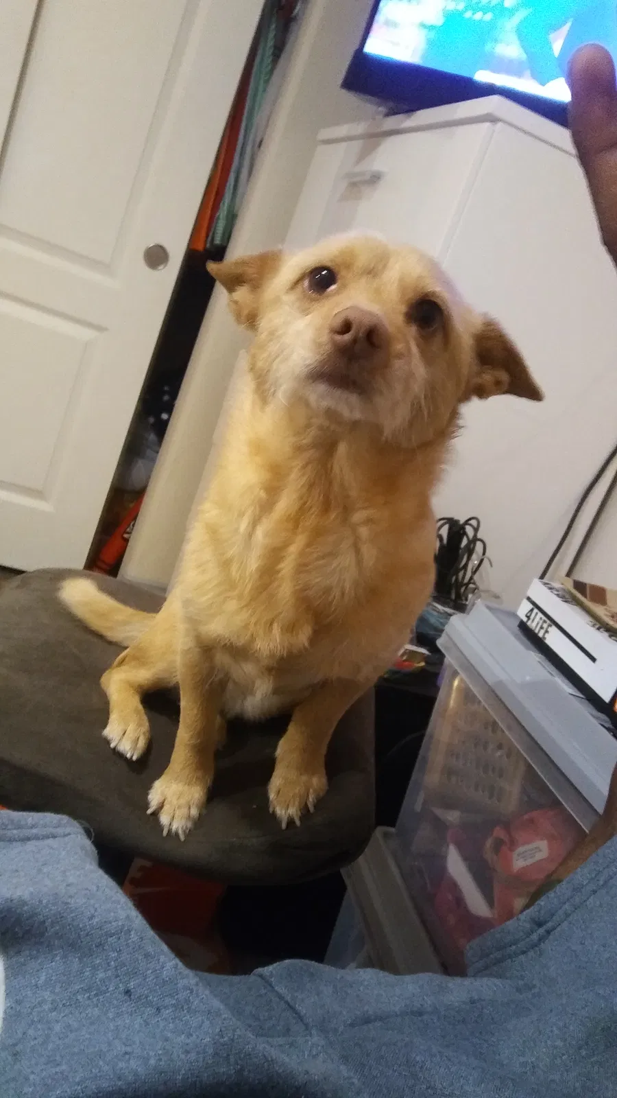 Lost dog in North Las Vegas, NV, 89031