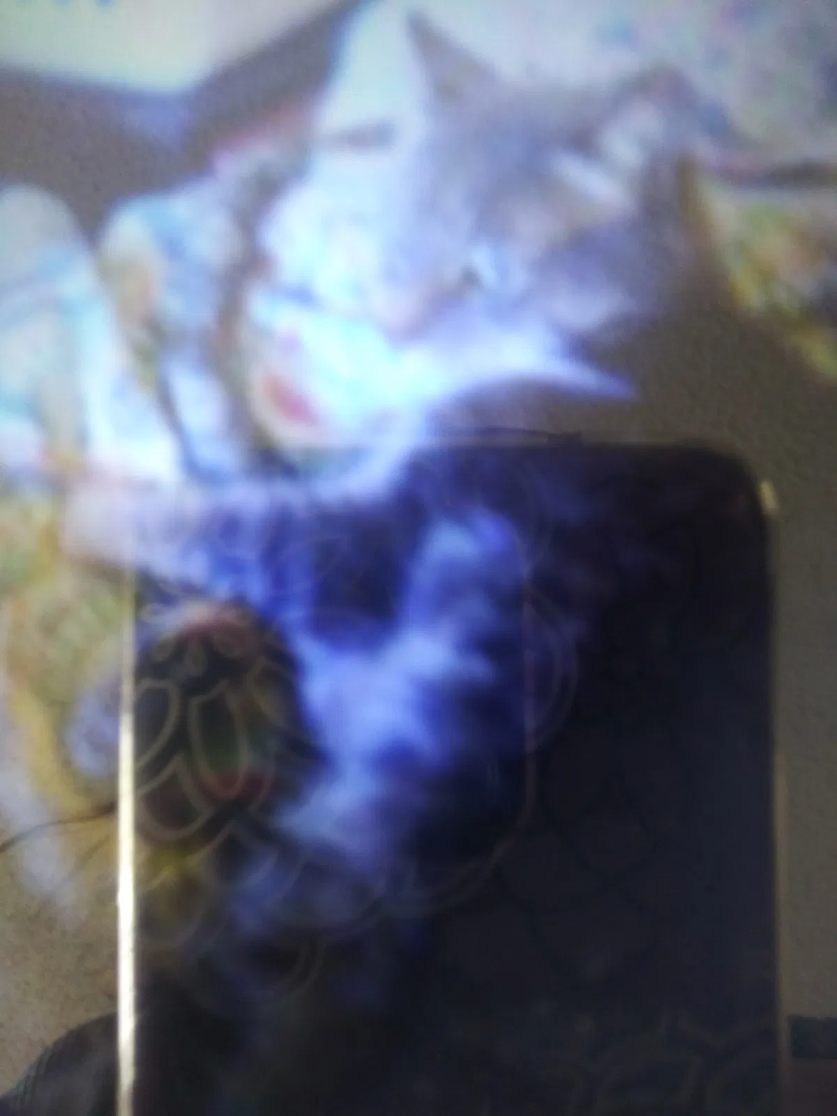 Lost cat in San Pablo, CA, 94806