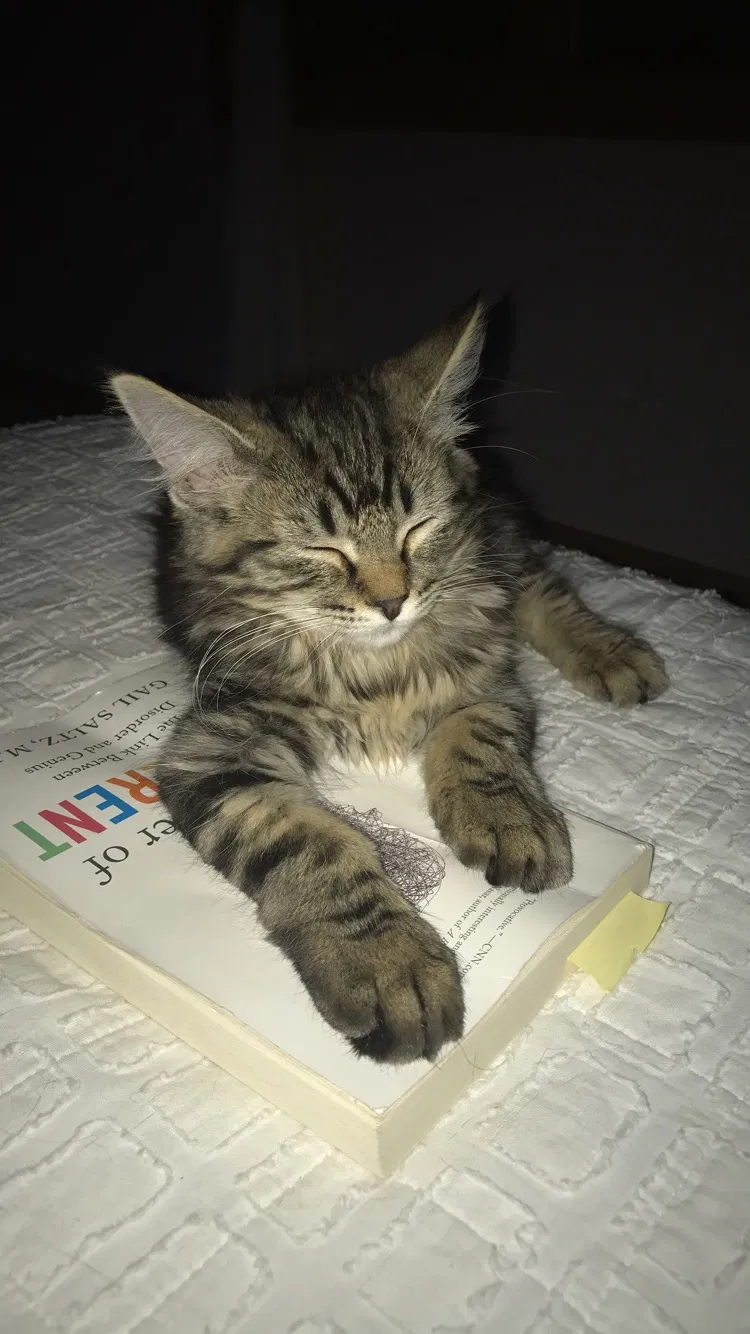 Lost cat in Bend, OR, 97702