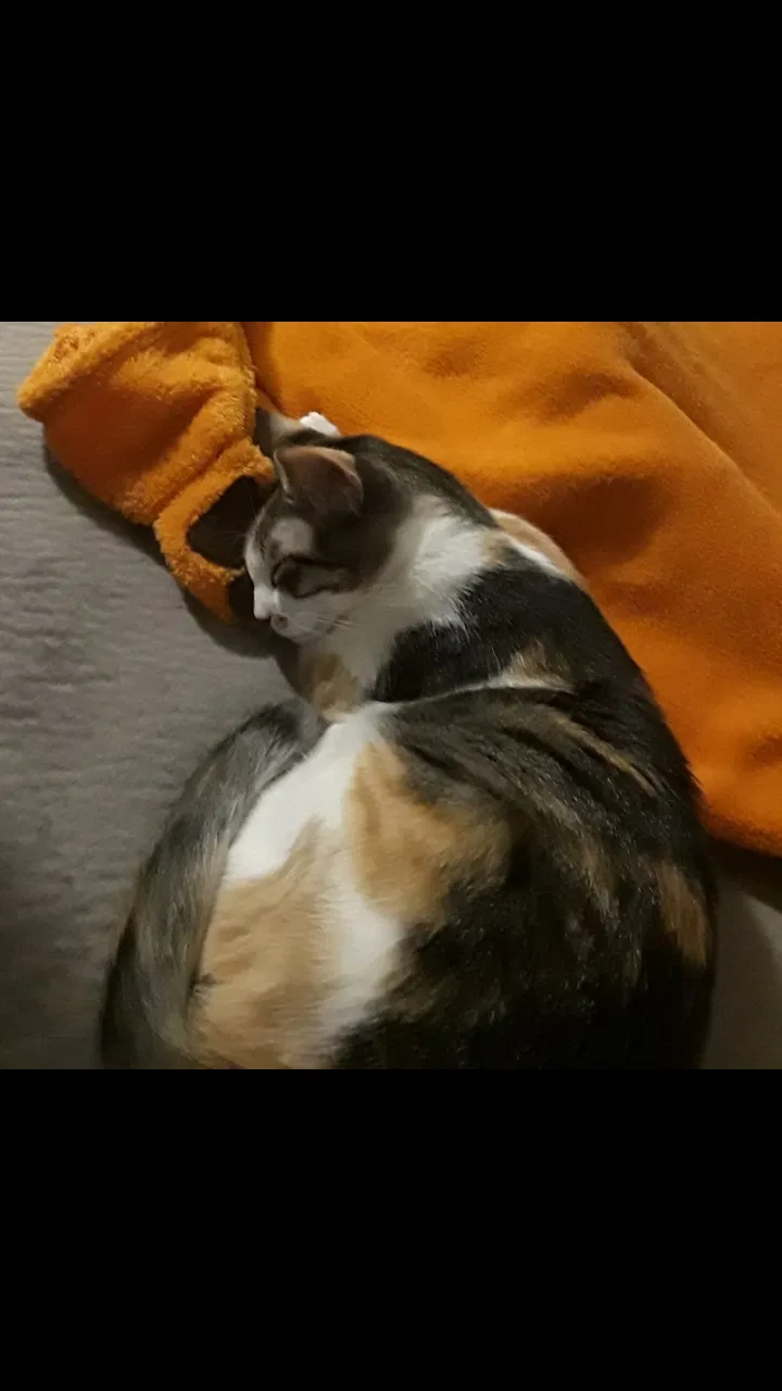 Lost cat in Houston, TX, 77040
