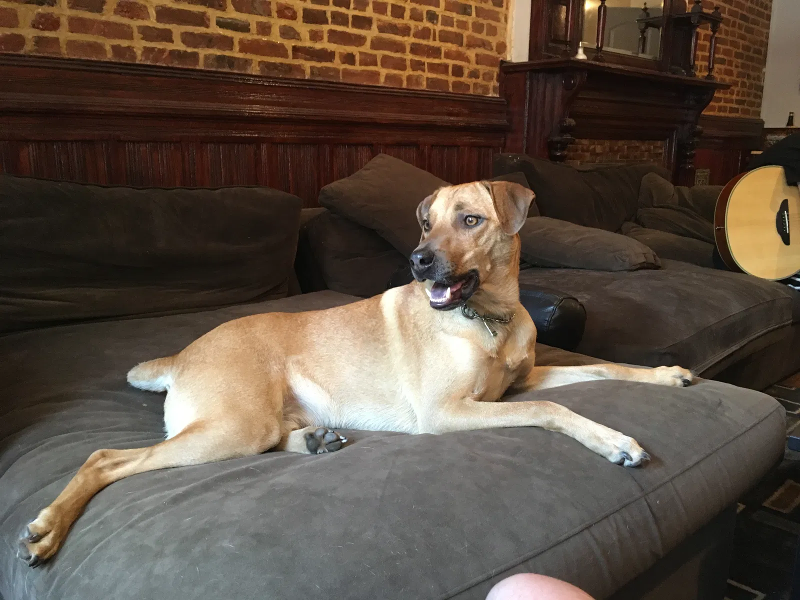 Lost dog in Brooklyn, NY, 11216