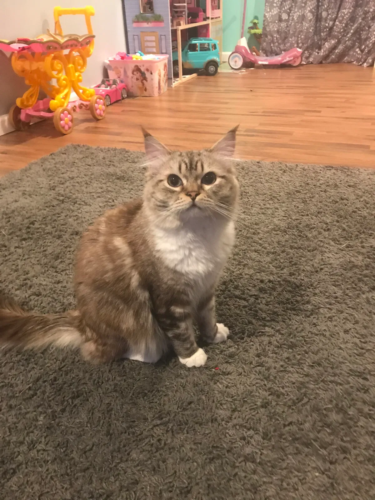 Lost cat in West Deptford, NJ, 8096