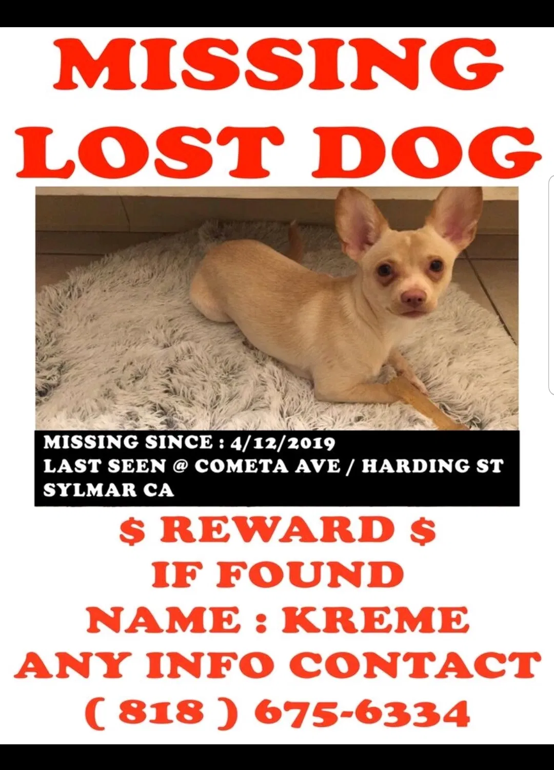 Lost dog in San Fernando, CA, 91340