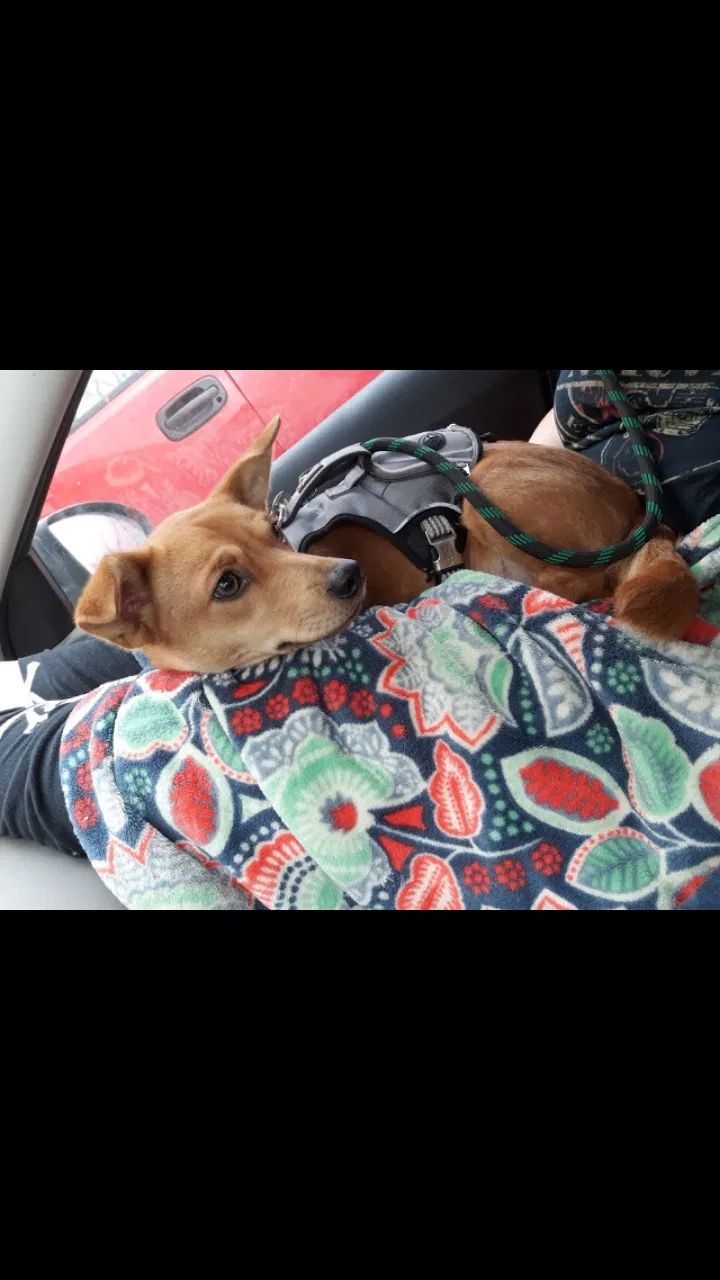 Lost dog in Unknown, TX, 7744