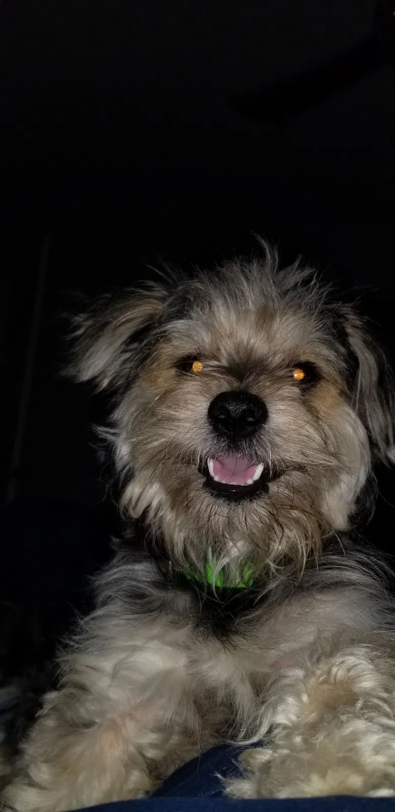 Lost dog in Gotha, FL, 34734