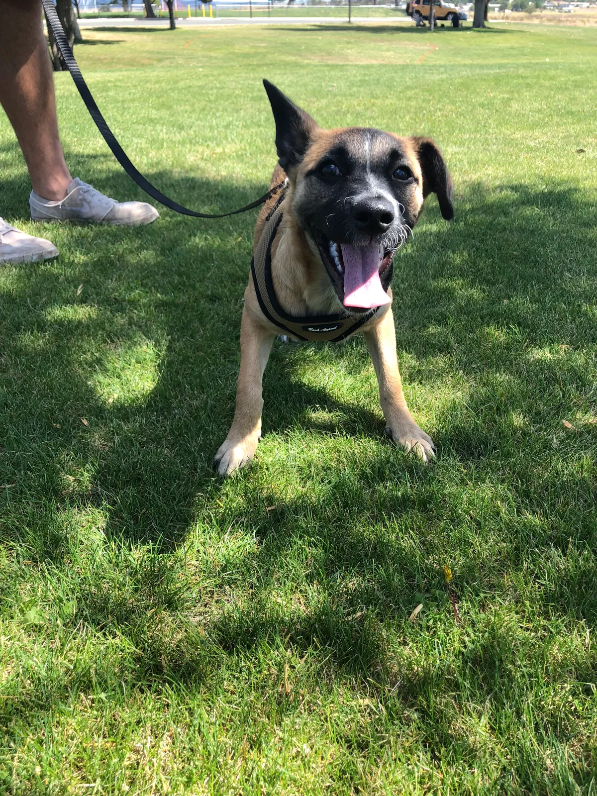 Lost dog in Dewey, AZ, 86327