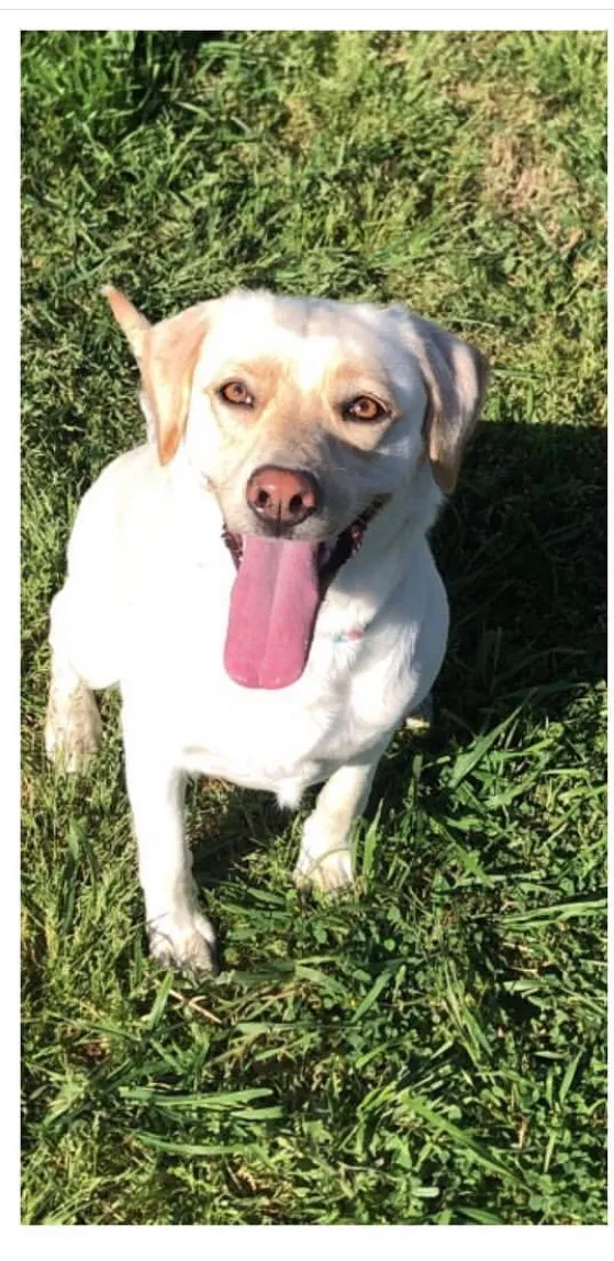 Lost dog in Temple, TX, 76502