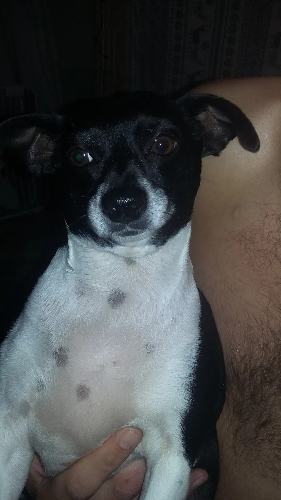 Lost dog in Claremore, OK, 74017