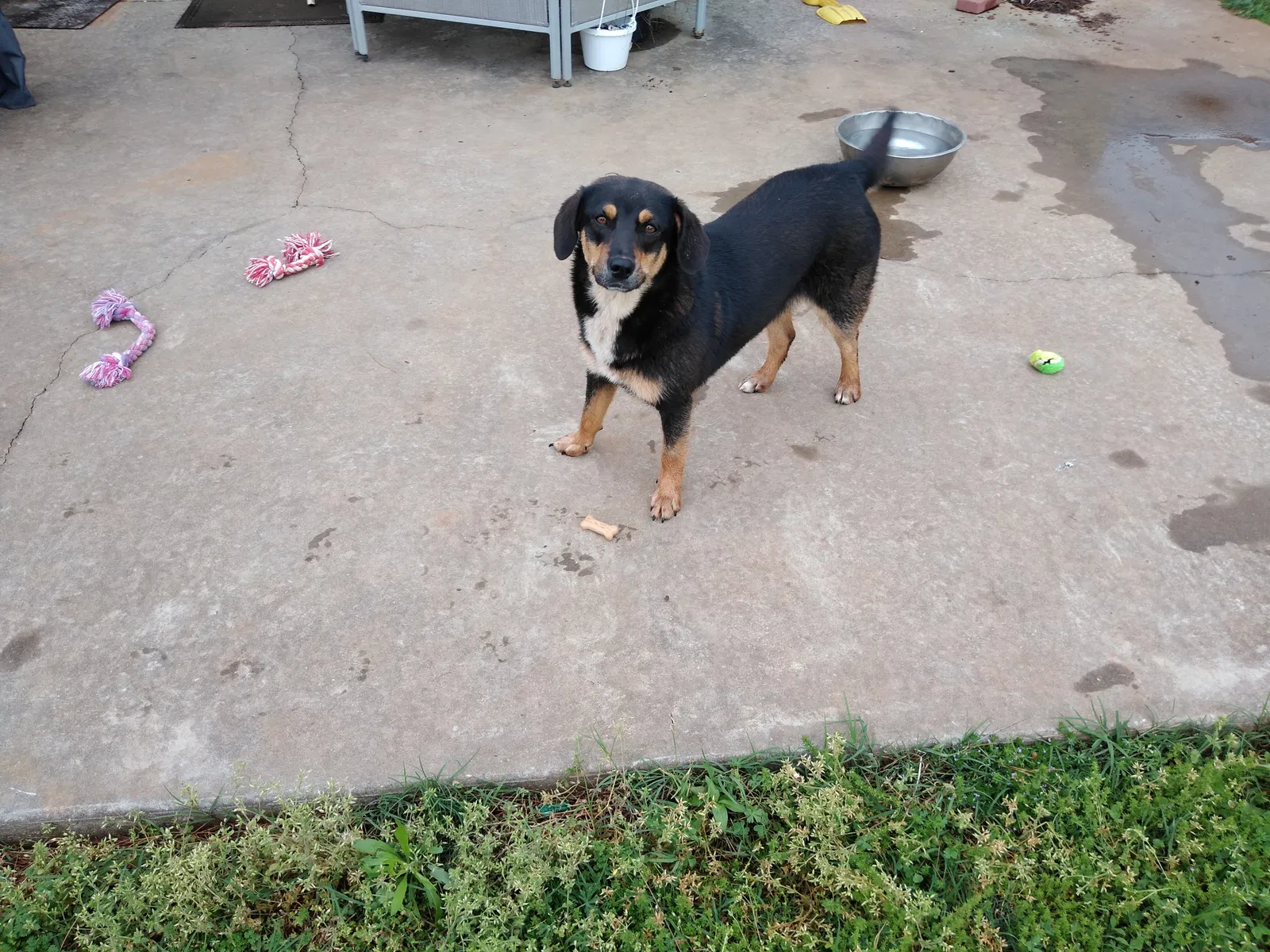 Found dog in Hazel Green, AL, 35750