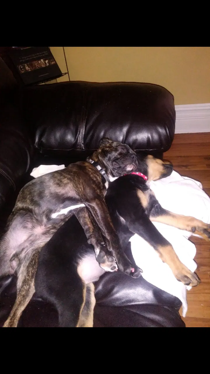 Lost dog in Terre Haute, IN, 47807