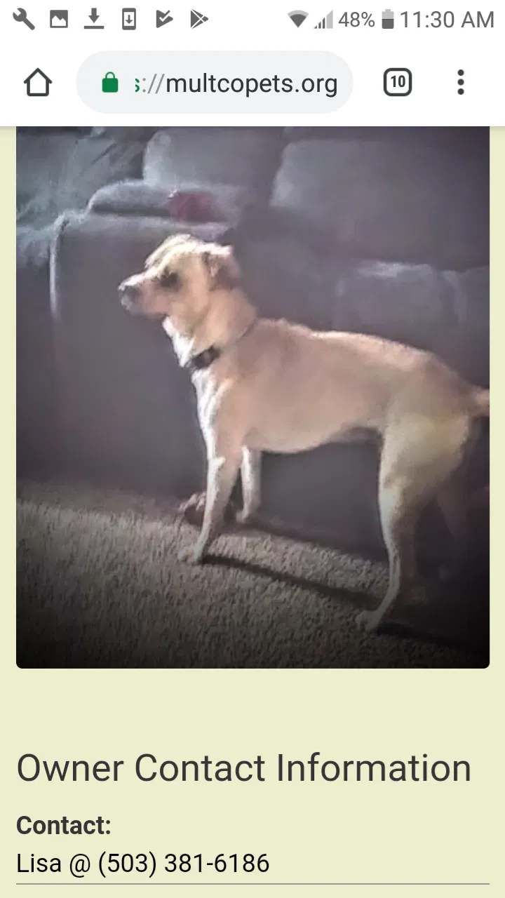 Lost dog in Portland, OR, 97222
