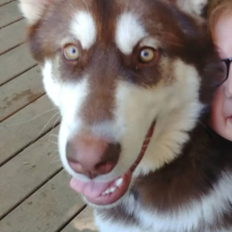 Lost dog in Rigby, ID, 83442
