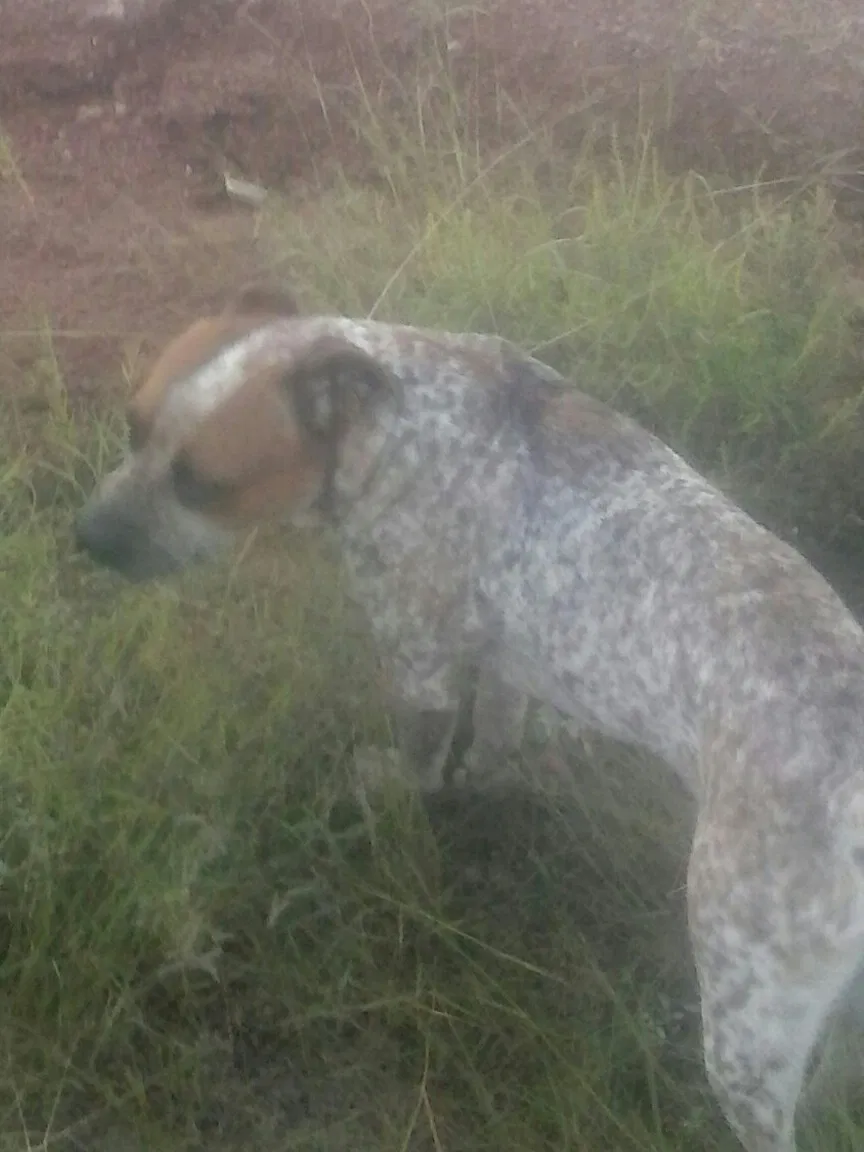 Lost dog in Kingsland, TX, 78639