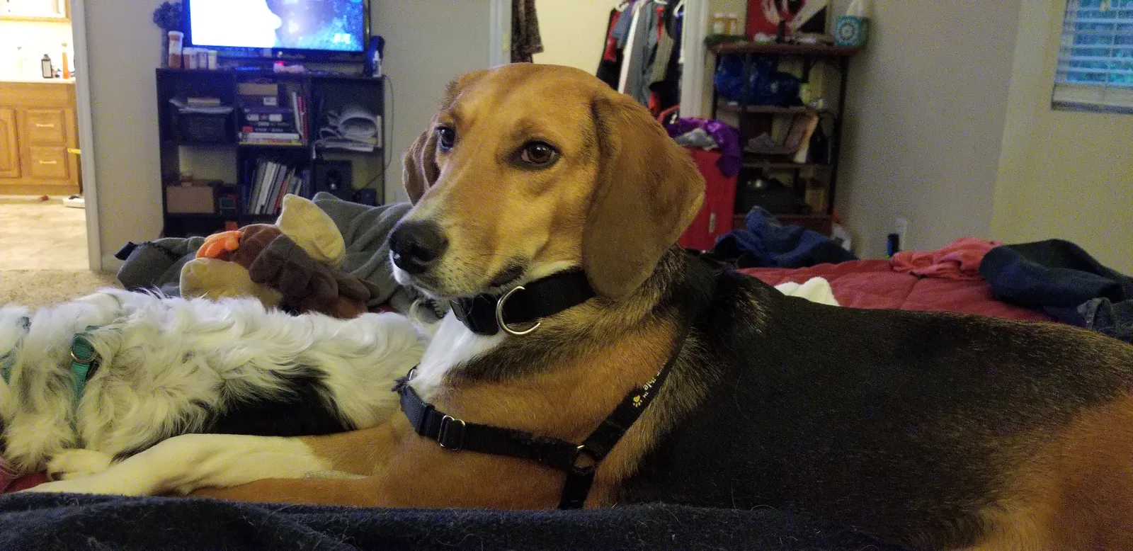 Lost dog in Powder Springs, GA, 30127