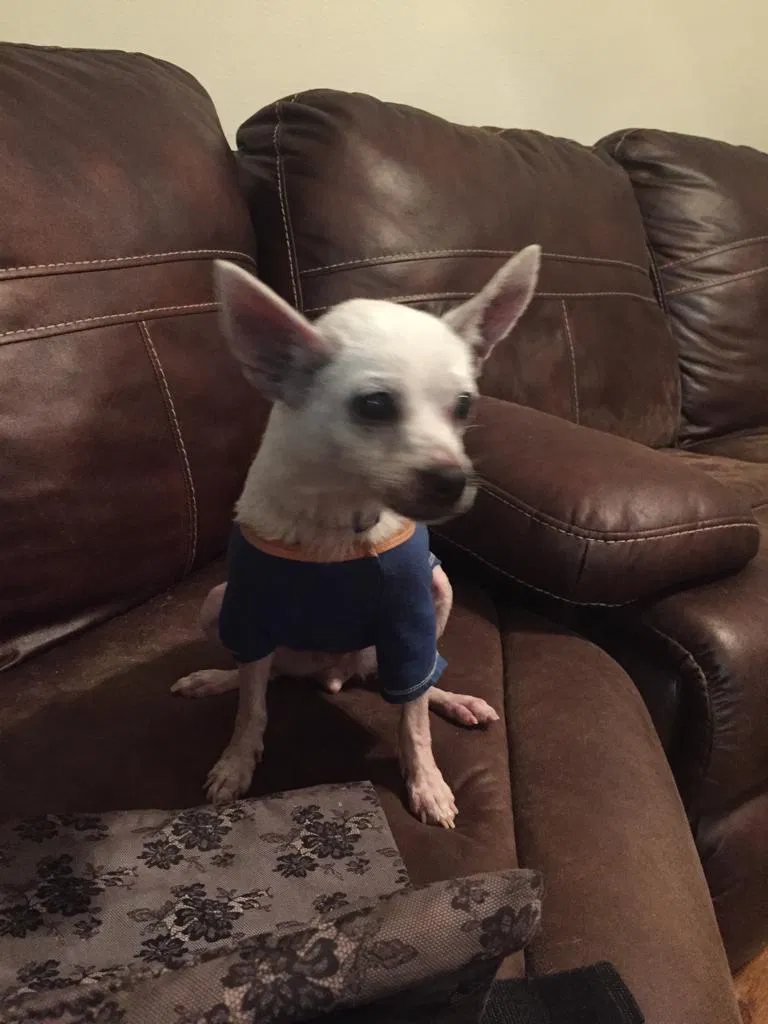 Lost dog in Houston, TX, 77040