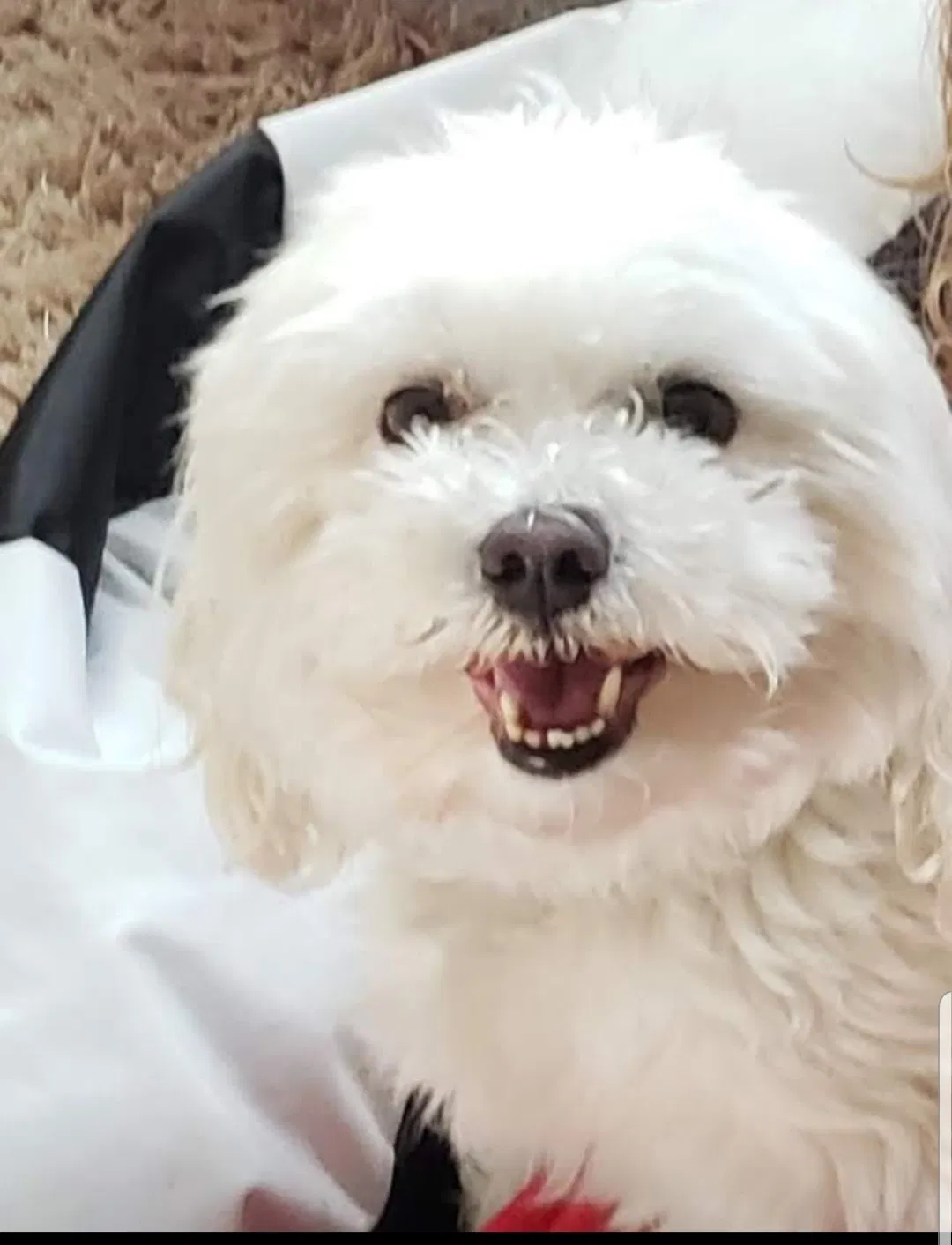 Lost dog in East Chicago, IN, 46312