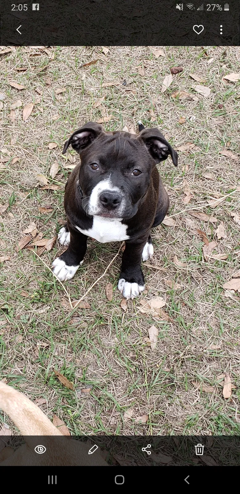 Lost dog in Wildwood, FL, 34785