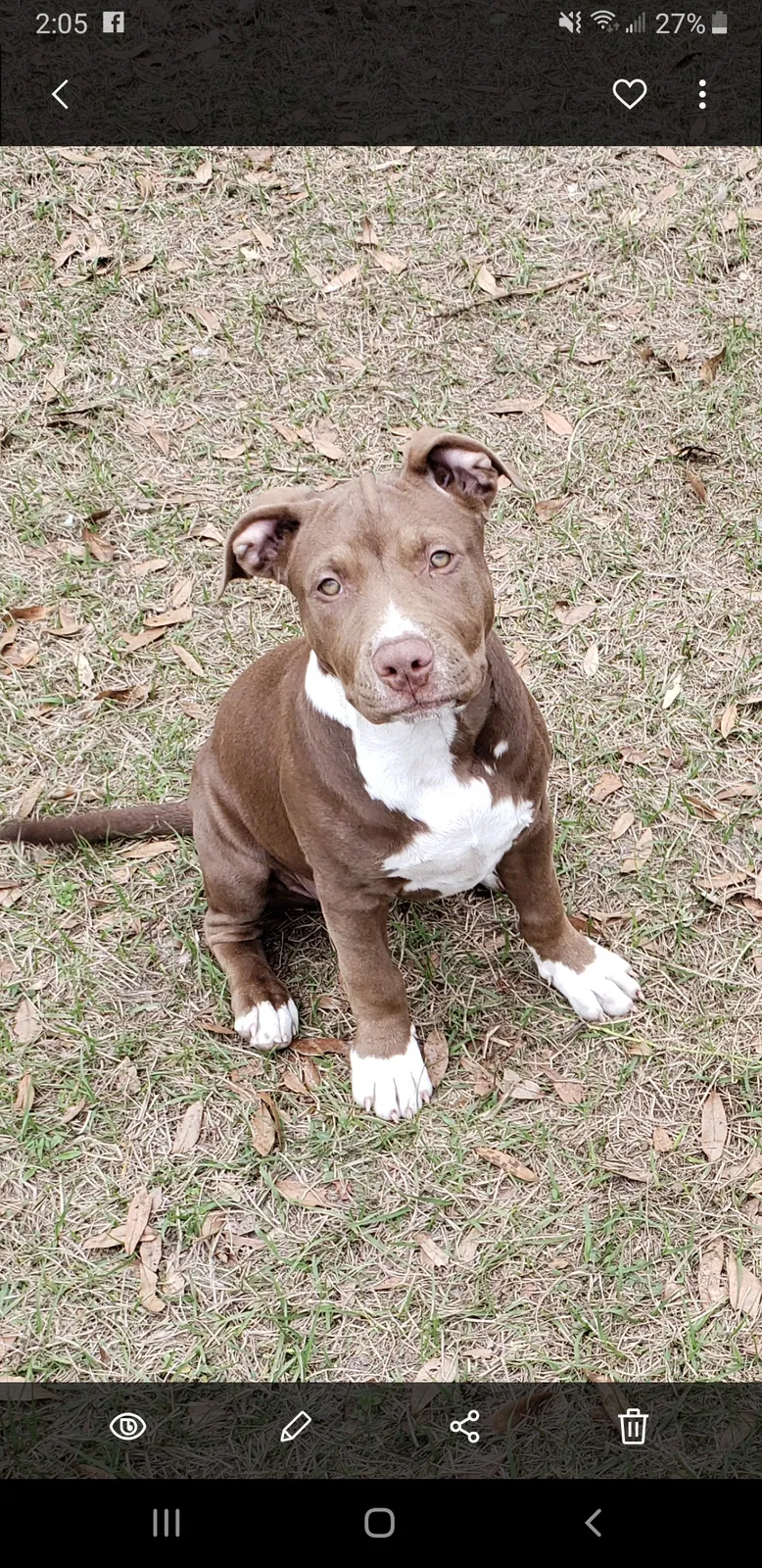 Lost dog in Wildwood, FL, 34785